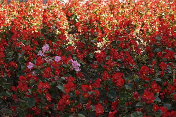 Begonias, September, Germany
