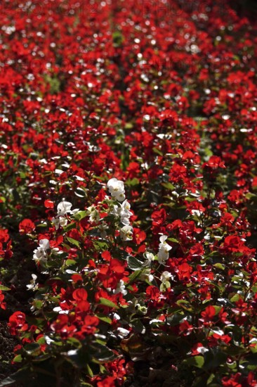 Begonias, September, Germany