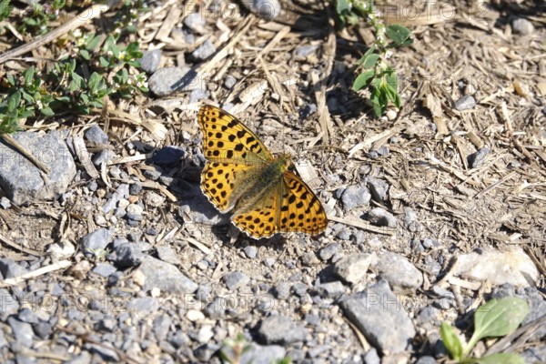 Beautiful mother-of-pearl butterfly, September, Germany