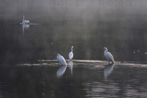 Great White Egret in the morning light in a lake, Lusatian pond landscape, Saxony, Germany