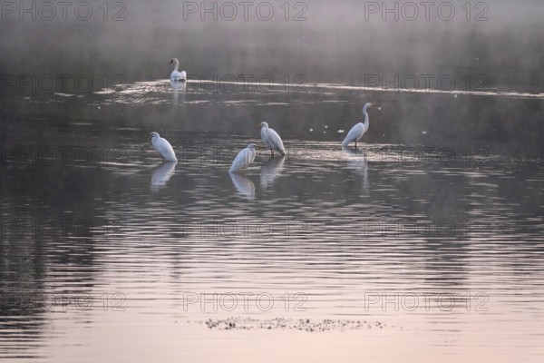 Great White Egret in the morning light in a lake, Lusatian pond landscape, Saxony, Germany