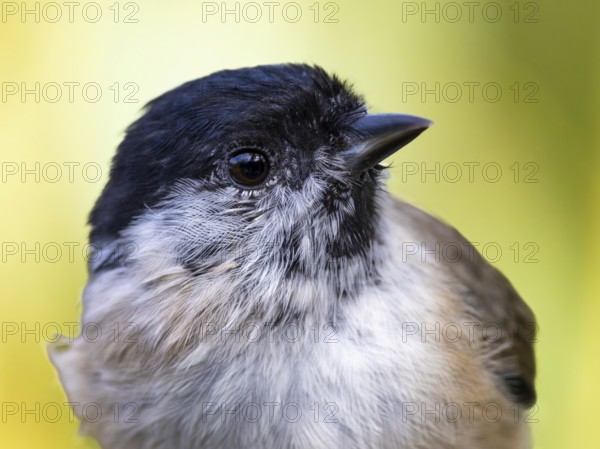 Marsh tit (Poecile palustris) portrait of the head shown in side view, orchard, Baden-Württemberg, Germany