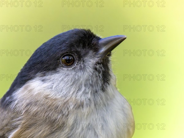 Marsh tit (Poecile palustris) portrait of the head shown in side view, orchard, Baden-Württemberg, Germany