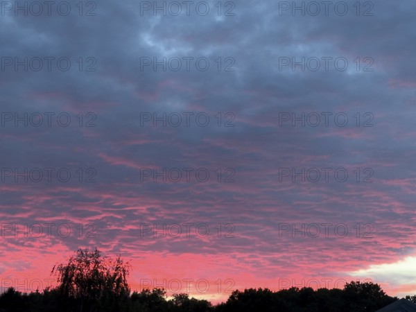 Above grey stratocumulus clouds Stratocumulus clouds Cluster layer clouds, below sunset over treetops of forest edge of mixed forest, international