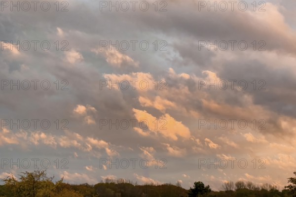 Cumulus clouds Cluster clouds move across the sky over the edge of the forest as dusk falls, internationally