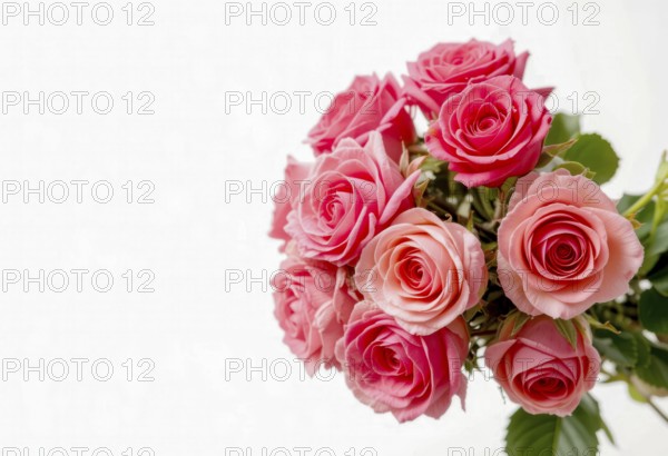 A stunning arrangement of pink roses is captured against a clean white backdrop, perfect for various uses. The roses are in full bloom, showcasing their delicate petals and vibrant colors, AI generated