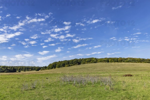 Pristine landscape in the Swabian Alb biosphere reserve with blue skies and small clouds. The former Münsingen military training area is an important part of the 85, 270-hectare nature reserve. It was established by the state of Baden-Württemberg in 2008. It has been a UNESCO biosphere reserve since 2009. Münsingen, Baden-Württemberg, Germany