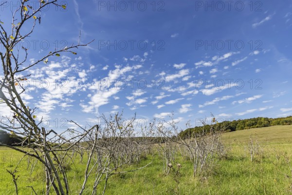 Pristine landscape in the Swabian Alb biosphere reserve with blue skies and small clouds. The former Münsingen military training area is an important part of the 85, 270-hectare nature reserve. It was established by the state of Baden-Württemberg in 2008. It has been a UNESCO biosphere reserve since 2009. Münsingen, Baden-Württemberg, Germany