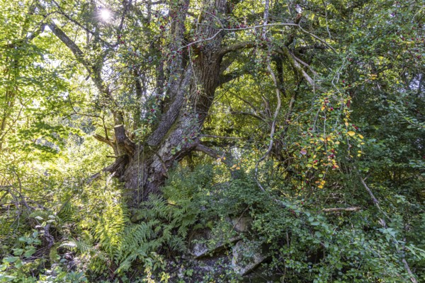 Trees and bushes like in a jungle. Wild growth over the ruins of the former community of Gruorn. The deserted site near Münsingen in the Swabian Alb has been part of the newly established Swabian Alb biosphere reserve since 2008 and is once again accessible. Münsingen, Baden-Württemberg, Germany