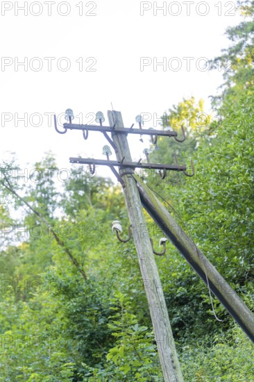 An old telephone pole stands in the middle of dense green vegetation in the evening light, Hermann Hessebahn construction site, Calw, Germany