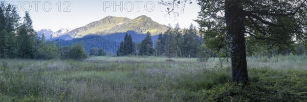 Moor at sunrise in spring, moor pond near Oberstdorf, behind it the Fellhorn, 2037m, Oberallgäu, Allgäu, Bavaria, Germany