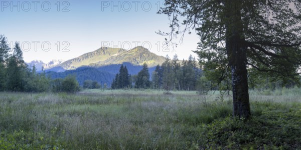 Moor at sunrise in spring, moor pond near Oberstdorf, behind it the Fellhorn, 2037m, Oberallgäu, Allgäu, Bavaria, Germany