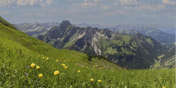 Mountain panorama with troll flowers (Trollius europaeus) from Laufbacher-Eckweg to Höfats, 2259m, Allgäu Alps, Allgäu, Bavaria, Germany