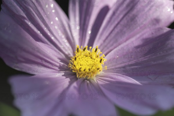 Flower meadow with ornamental basket (Cosmos bipinnatus), Allgäu, Bavaria, Germany