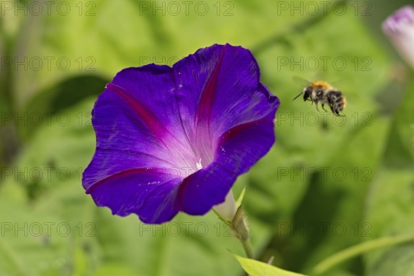 Wild bee flying towards a funnel bindweed (Ipomoea purpurea) flower, Sieversen, Rosengarten, Lower Saxony, Germany