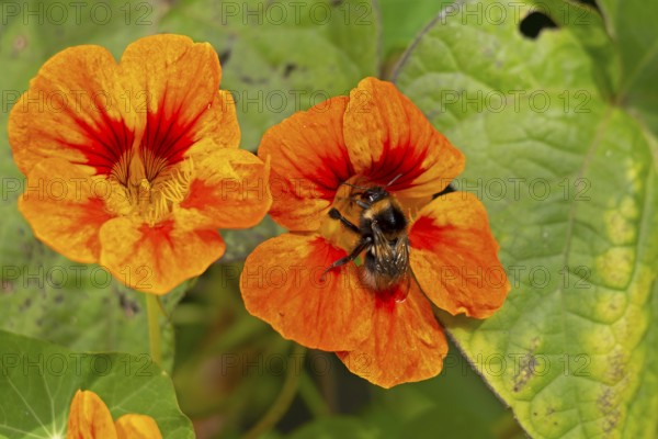 Wild bee on nasturtium (Tropaeolum) flowers, Sieversen, Rosengarten, Lower Saxony, Germany