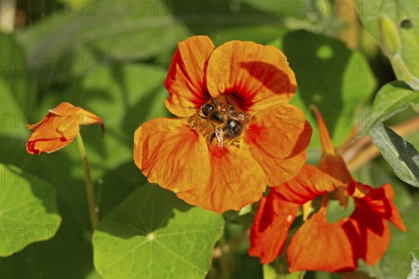 Wild bee on nasturtium (Tropaeolum) flowers, Sieversen, Rosengarten, Lower Saxony, Germany