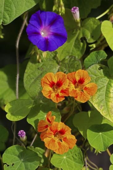 Funnel bindweed (Ipomoea purpurea), nasturtium (Tropaeolum), flowers, Sieversen, Rosengarten, Lower Saxony, Germany
