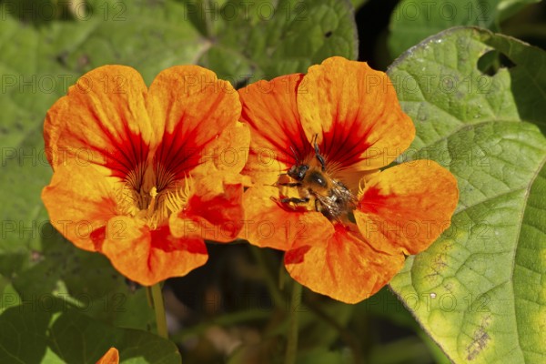 Wild bee on nasturtium (Tropaeolum) flowers, Sieversen, Rosengarten, Lower Saxony, Germany