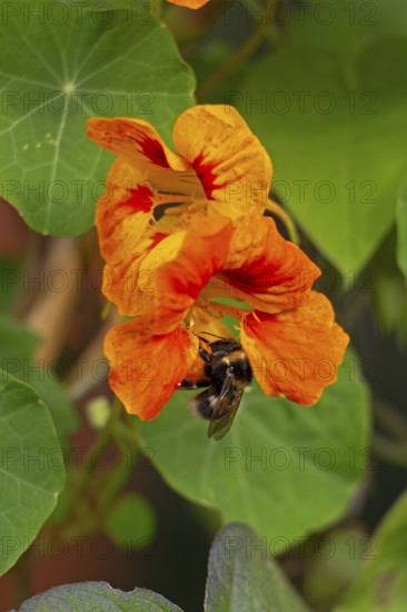 Wild bee on nasturtium (Tropaeolum) flowers, Sieversen, Rosengarten, Lower Saxony, Germany