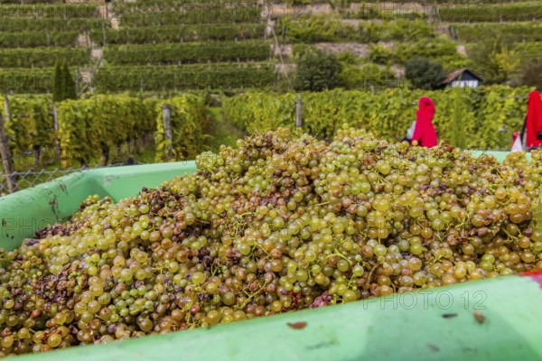 Grape grape harvest in the terraced vineyards on the Neckar in the Zuckerberg vineyard. Grapes from the Cannstatter Zuckerle vineyard lie in a vat. Stuttgart, Baden-Württemberg, Germany