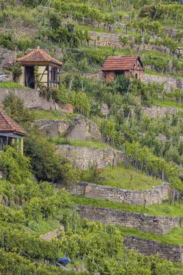 Terraced vineyards of the Zuckerberg vineyard. This is where the Cannstatter Zuckerle matures. Vineyard cottages on the steep slopes of the vineyards on the Neckar. Stuttgart, Baden-Württemberg, Germany