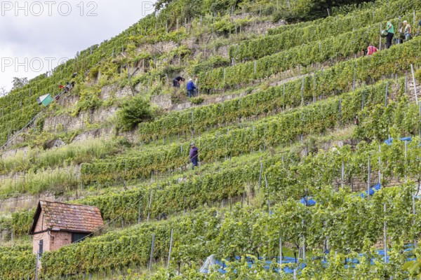 Terraced vineyards on the Neckar in the Zuckerberg vineyard. This is where the Cannstatter Zuckerle matures. Grape grape harvest under difficult conditions on the steep slopes. Stuttgart, Baden-Württemberg, Germany