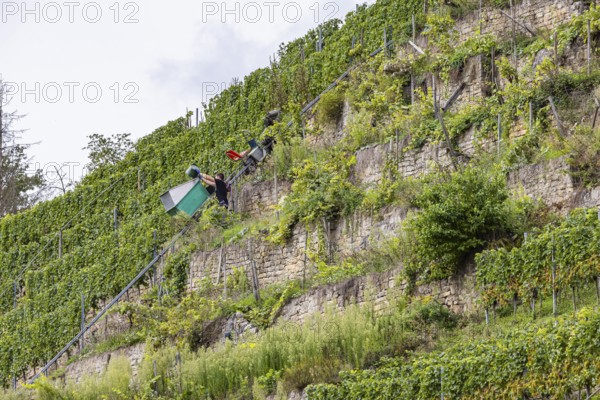 Terraced vineyards on the Neckar in the Zuckerberg vineyard. This is where the Cannstatter Zuckerle matures. Grape grape harvest under difficult conditions on the steep slopes. Stuttgart, Baden-Württemberg, Germany
