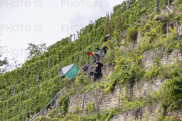 Terraced vineyards on the Neckar in the Zuckerberg vineyard. This is where the Cannstatter Zuckerle matures. Grape grape harvest under difficult conditions on the steep slopes. Stuttgart, Baden-Württemberg, Germany