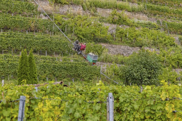 Terraced vineyards on the Neckar in the Zuckerberg vineyard. This is where the Cannstatter Zuckerle matures. Grape grape harvest under difficult conditions on the steep slopes. Stuttgart, Baden-Württemberg, Germany