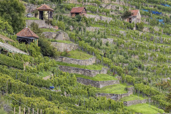 Terraced vineyards of the Zuckerberg vineyard. This is where the Cannstatter Zuckerle matures. Vineyard cottages on the steep slopes of the vineyards on the Neckar. Stuttgart, Baden-Württemberg, Germany