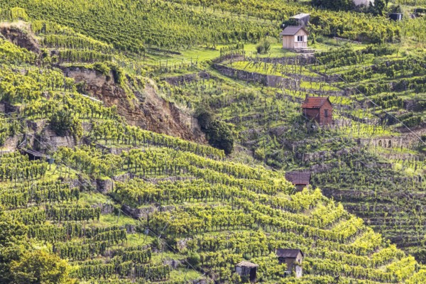 Terraced vineyards of the Zuckerberg vineyard. This is where the Cannstatter Zuckerle matures. Vineyard cottages on the steep slopes of the vineyards on the Neckar. Stuttgart, Baden-Württemberg, Germany