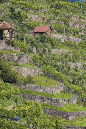 Terraced vineyards of the Zuckerberg vineyard. This is where the Cannstatter Zuckerle matures. Vineyard cottages on the steep slopes of the vineyards on the Neckar. Stuttgart, Baden-Württemberg, Germany