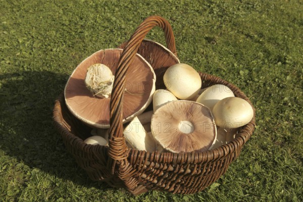 Mushrooms, Meadow mushroom (Agaricus campestris) in a basket, Allgäu, Bavaria, Germany, Allgäu, Bavaria, Germany