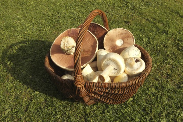 Meadow mushroom (Agaricus campestris) in a basket, Allgäu, Bavaria, Germany, Allgäu, Bavaria, Germany