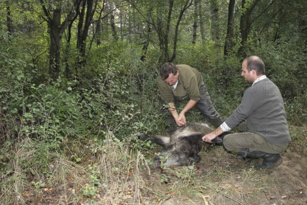 Wild boar (Sus scrofa) killed sow is broken open in the forest, Western Hungary, Hungary, Allgäu, Bavaria, Germany