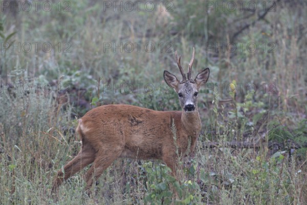 Roe deer (Capreolus capreolus) old buck secured on fallow land, Western Hungary, Hungary, Lower Austria, Austria