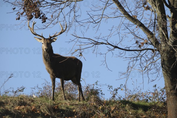 Red deer (Cervus elaphus) secured on a mountainside, Allgäu, Bavaria, Germany, Allgäu, Bavaria, Germany