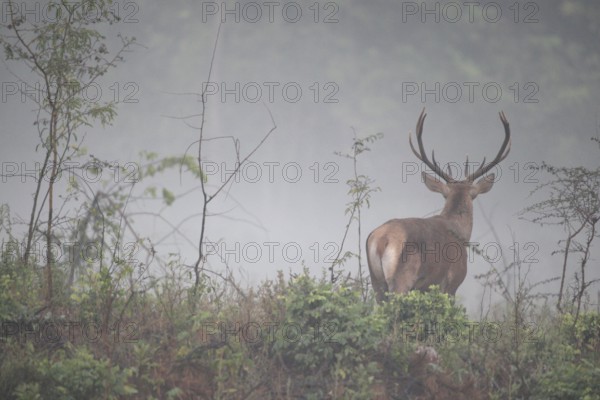 Red deer (Cervus elaphus) young stag in the fog, Western Hungary, Hungary, Western Hungary, Hungary
