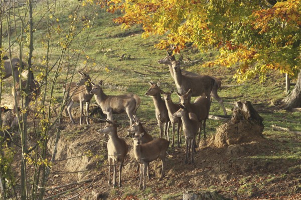 Red deer (Cervus elaphus) securing a herd of red deer, Allgäu, Bavaria, Germany, Allgäu, Bavaria, Germany