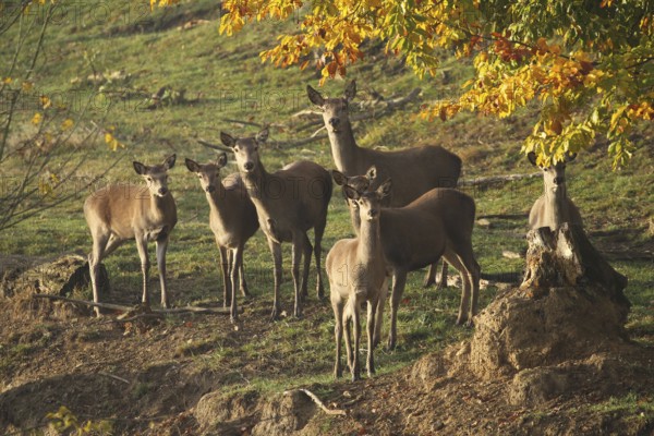 Red deer (Cervus elaphus) securing a herd of red deer, Allgäu, Bavaria, Germany, Allgäu, Bavaria, Germany