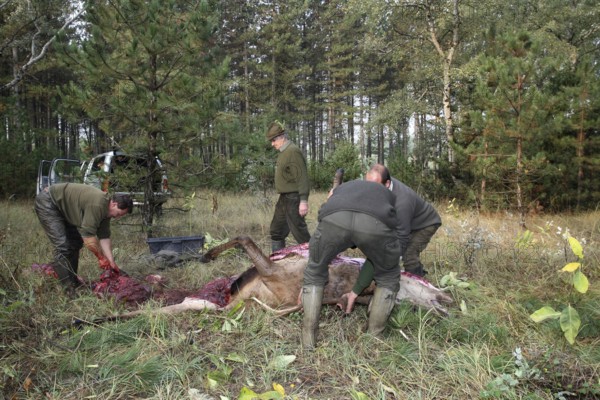 Red deer (Cervus elaphus) shot during the rut, 12 years old, hunter, hunter is broken open by the hunting guide in the forest, Western Hungary, Hungary, Allgäu, Bavaria, Germany