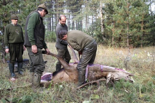 Red deer (Cervus elaphus) shot during the rut, 12 years old, broken up by the hunting guide in the forest, Western Hungary, Hungary, Allgäu, Bavaria, Germany