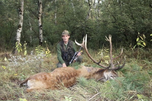 Red deer (Cervus elaphus) shot during the rut, 12 years old, Western Hungary, Hungary, Allgäu, Bavaria, Germany