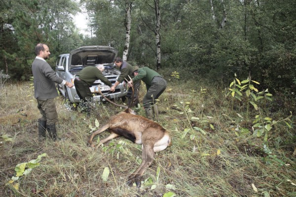 Red deer (Cervus elaphus) shot during the rut, 12 years old, retrieved by car winch, Western Hungary, Hungary, Allgäu, Bavaria, Germany