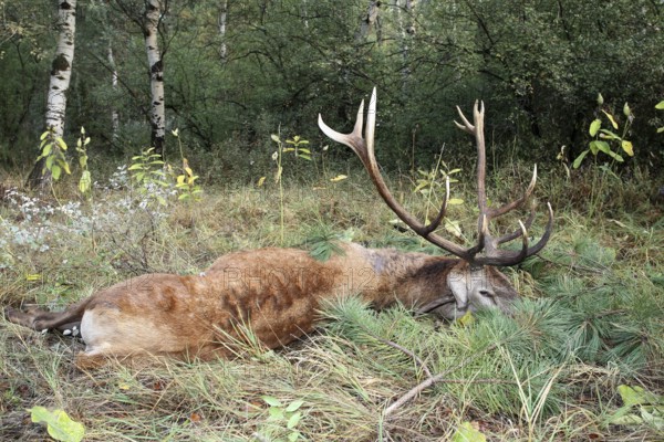 Red deer (Cervus elaphus) shot during the rut, 12 years old, Western Hungary, Hungary, Allgäu, Bavaria, Germany