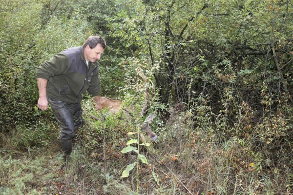 Red deer (Cervus elaphus) shot during the rut, 12 years old, being pulled out of the bushes by car winch, Western Hungary, Hungary, Allgäu, Bavaria, Germany