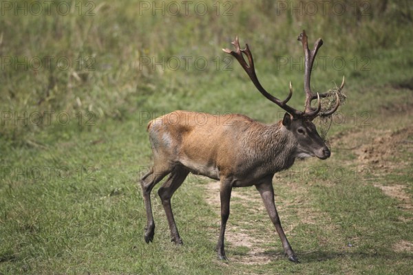 Red deer (Cervus elaphus) during the rut, Western Hungary, Hungary, Western Hungary, Hungary