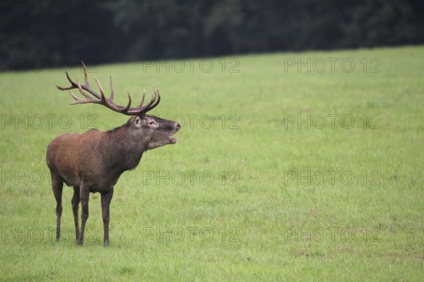Red deer (Cervus elaphus) in the rain, roaring during the rut, Western Hungary, Hungary, Western Hungary, Hungary