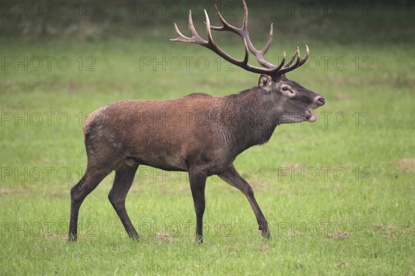Red deer (Cervus elaphus) in the rain, roaring during the rut, western Hungary, Hungary, Allgäu, Bavaria, Germany